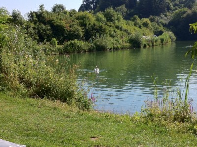 Katzenbach mit Schwan