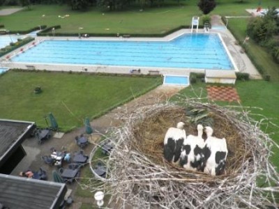 Schwimmbad Gimbsheim  aus der Vogelperspektive