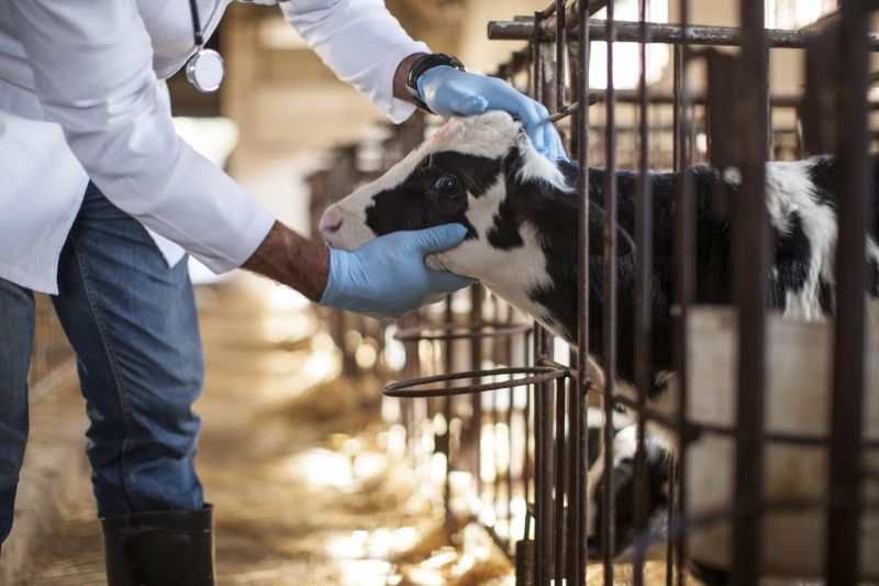 Bild von Fischer Lydia Dr.med.vet. Tierärztin