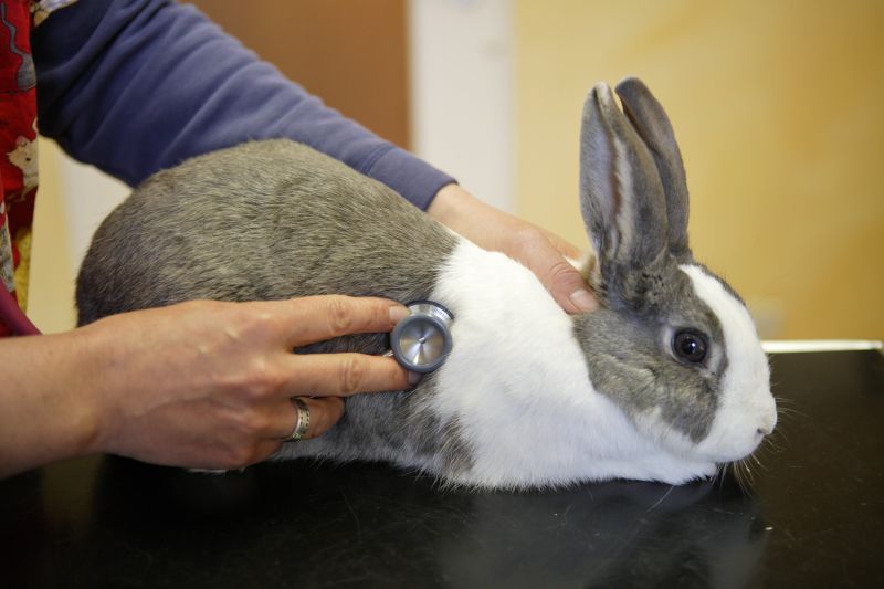 Bild von Tierärztin Dr. R. Lorenz Kleintierpraxis