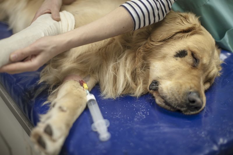 Bild von Dr.med.vet.  C. Radwanski-Feldhütter Tierärztin