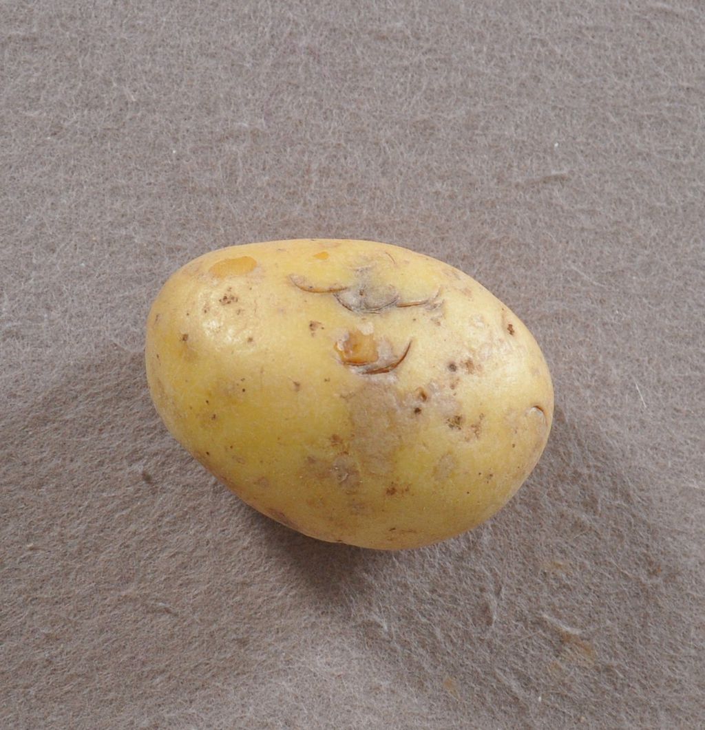 Nutzerfoto 2 Wrk Westfälisch Rheinischer Kartoffelhandel GmbH u. Co. KG