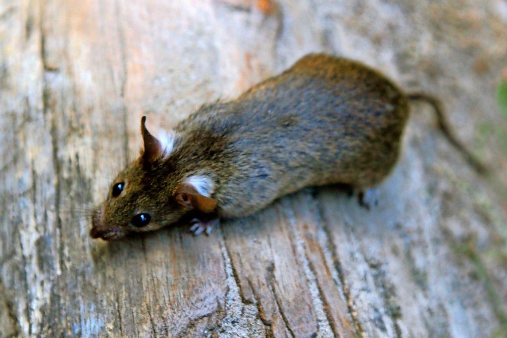 Nutzerfoto 1 Kammerjäger Kraus