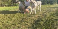 Nutzerfoto 4 Schlipf Tanja Hundepension