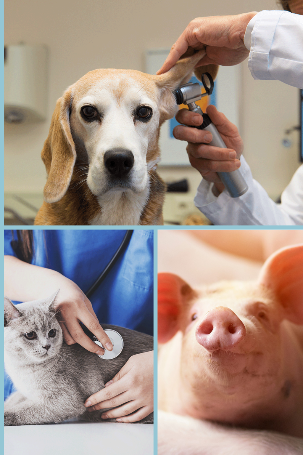 Nutzerfoto 1 Vet-Team Reken eGbR Dres. D. Bahde, R. Nathaus, C. Wichmann