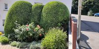 Nutzerfoto 1 Lokaj Gartenpflege