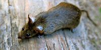 Nutzerfoto 1 Kammerjäger Kraus