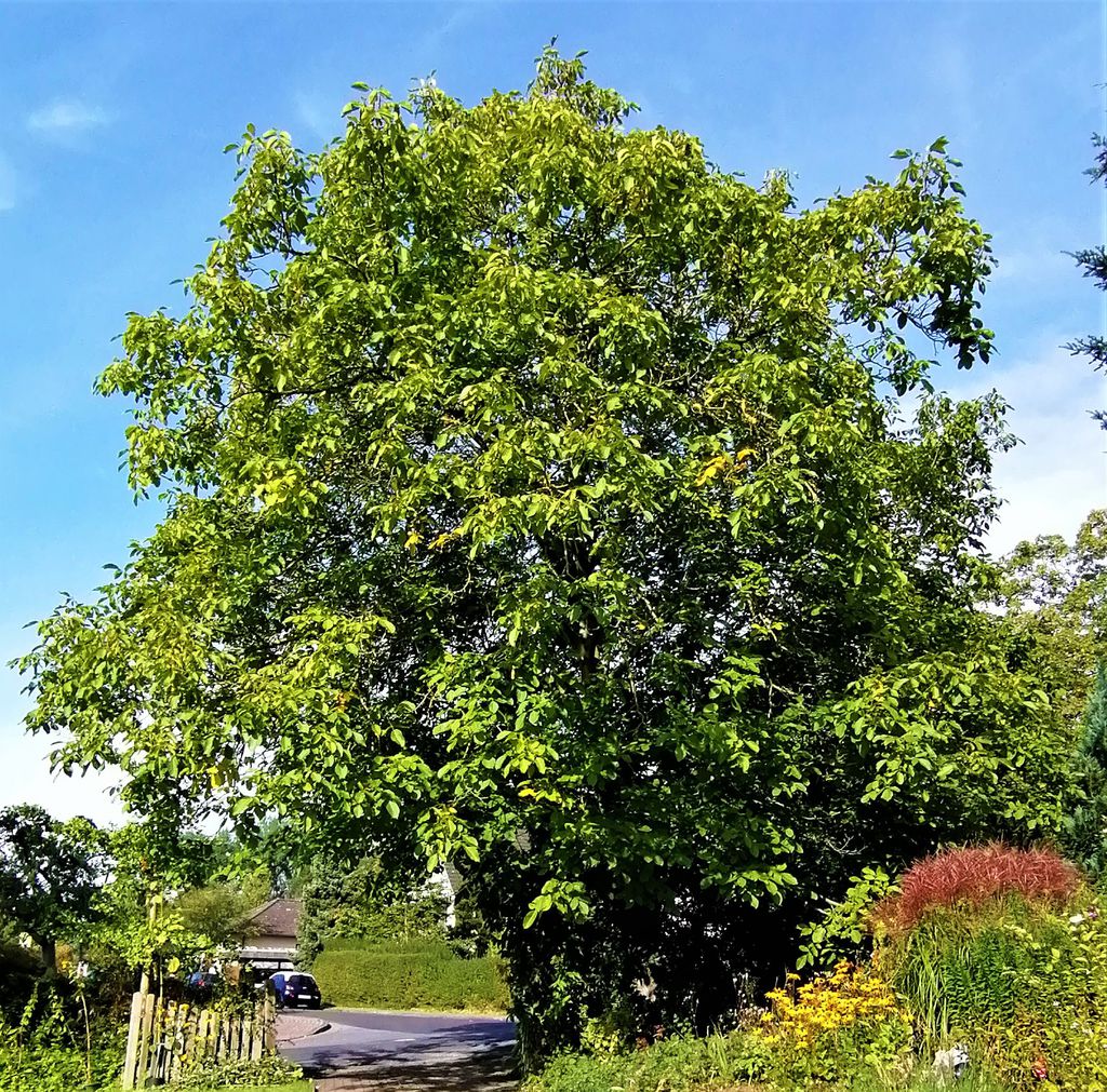 Nutzerfoto 1 Prunux
