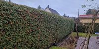 Nutzerfoto 1 Araliya - Gartenpflege in der Nähe, Baumdienst und Baumfällung: Berlin & Oranienburg
