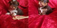 Nutzerfoto 7 Sweet harmony of shining star Yorkshire Terrier und Biewer Yorkshire Terrier Zucht