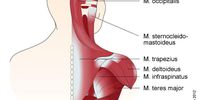 Nutzerfoto 1 Nacke Stefanie Dr.med. Ärztin für Allgemeinmedizin