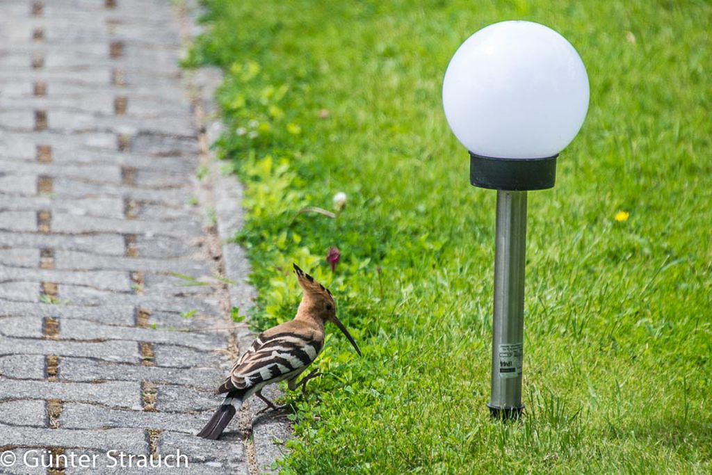 Nutzerfoto 1 Hölzke Manfred Nutzerfoto 1 Hölzke Manfred