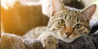 Nutzerfoto 5 Katzenglück Leipzig mobile Katzenbetreuung