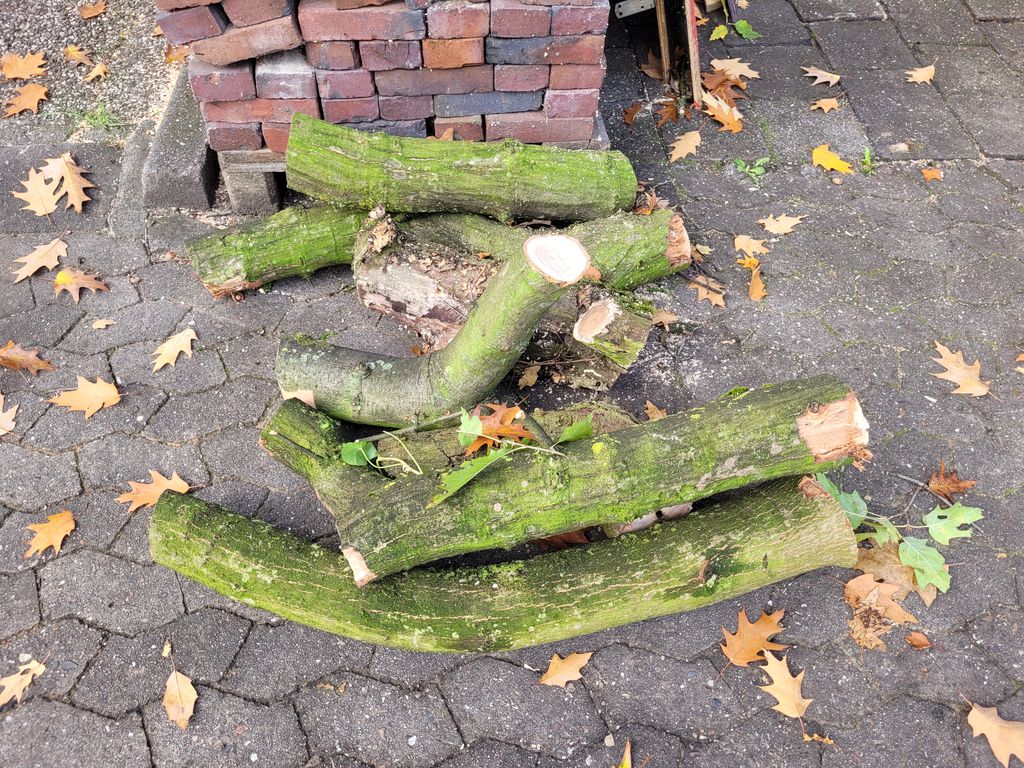 Nutzerfoto 1 Bremer Baumpflege