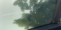 Nutzerfoto 4 Glas Belzer