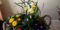 Nutzerfoto 1 Monzel Markus Dipl.-Ing. Blumen und Gärtnerei