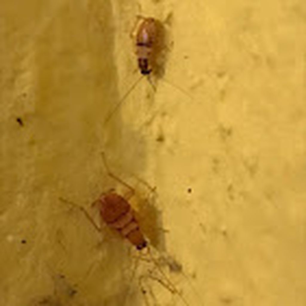 Nutzerfoto 4 Kammerjäger ELF Nutzerfoto 4 Kammerjäger ELF