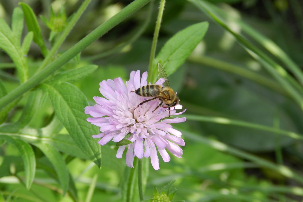 Nutzerfoto 1 Liehr Inh. Hieber GartenBaumschule GartenGestaltung Meisterfloristik