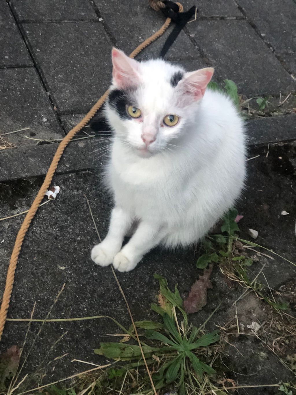 Nutzerfoto 2 Ney Elisabeth Dr. Tierärztliche Praxis für Kleintiere