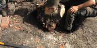 Nutzerfoto 16 Baumservice Specht