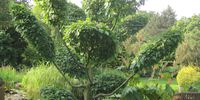 Nutzerfoto 2 Ahrens Gartenpflege u. -gestaltung GmbH