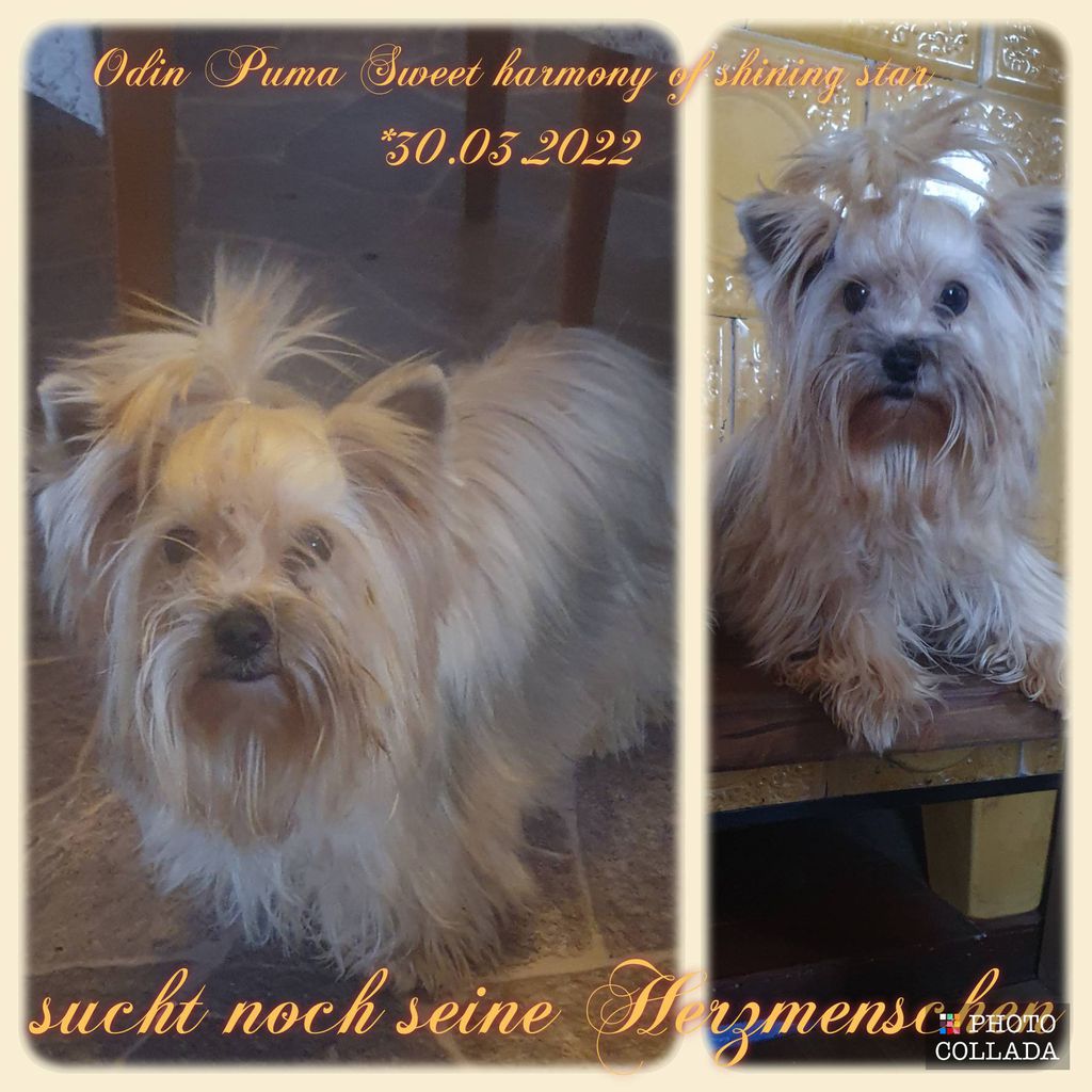 Nutzerfoto 6 Sweet harmony of shining star Yorkshire Terrier und Biewer Yorkshire Terrier Zucht Nutzerfoto 6 Sweet harmony of shining star Yorkshire Terrier und Biewer Yorkshire Terrier Zucht
