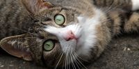Nutzerfoto 7 Katzenglück Leipzig mobile Katzenbetreuung