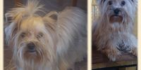 Nutzerfoto 6 Sweet harmony of shining star Yorkshire Terrier und Biewer Yorkshire Terrier Zucht