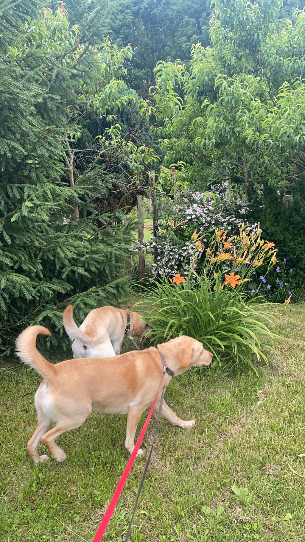 Nutzerfoto 1 Schlipf Tanja Hundepension