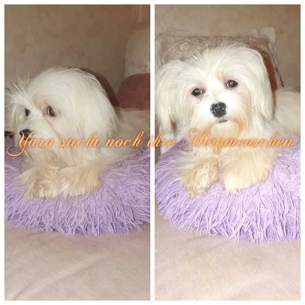 Nutzerfoto 2 Sweet harmony of shining star Yorkshire Terrier und Biewer Yorkshire Terrier Zucht Nutzerfoto 2 Sweet harmony of shining star Yorkshire Terrier und Biewer Yorkshire Terrier Zucht