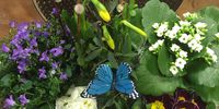 Nutzerfoto 2 Limbach Blumenladen
