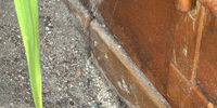 Nutzerfoto 1 Joachim Foltè & Sohn GmbH Schädlingsbekämpfung