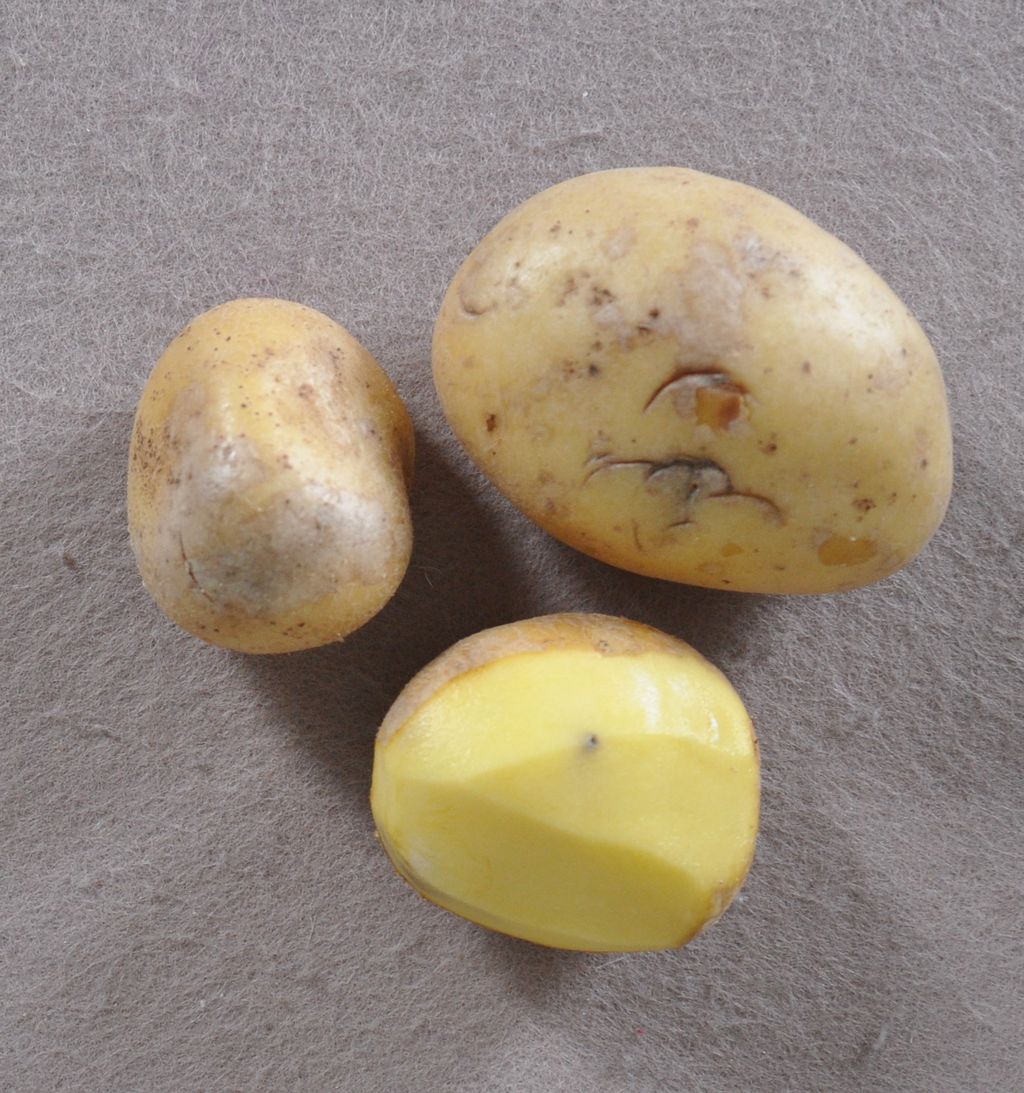 Nutzerfoto 1 Wrk Westfälisch Rheinischer Kartoffelhandel GmbH u. Co. KG