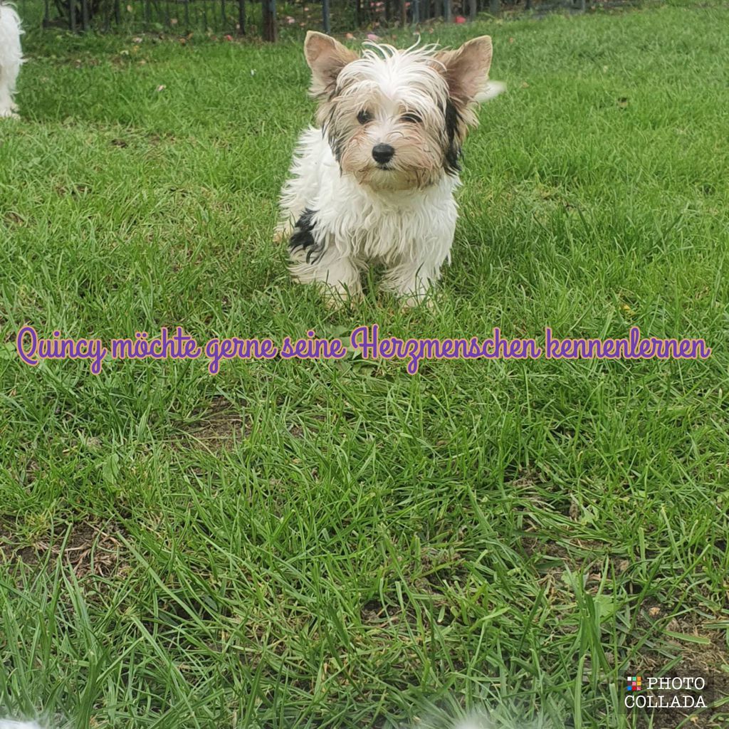 Nutzerfoto 5 Sweet harmony of shining star Yorkshire Terrier und Biewer Yorkshire Terrier Zucht Nutzerfoto 5 Sweet harmony of shining star Yorkshire Terrier und Biewer Yorkshire Terrier Zucht