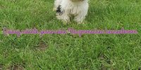 Nutzerfoto 5 Sweet harmony of shining star Yorkshire Terrier und Biewer Yorkshire Terrier Zucht