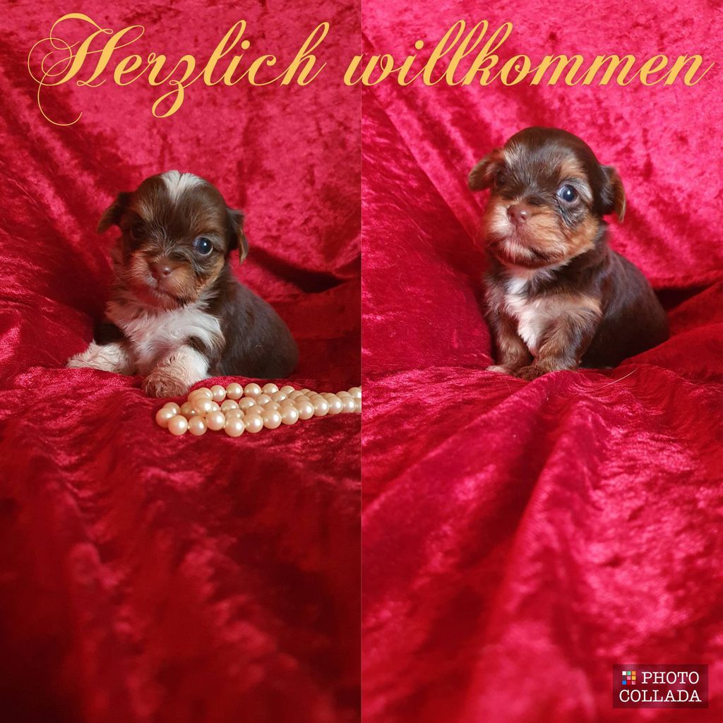 Nutzerfoto 7 Sweet harmony of shining star Yorkshire Terrier und Biewer Yorkshire Terrier Zucht Nutzerfoto 7 Sweet harmony of shining star Yorkshire Terrier und Biewer Yorkshire Terrier Zucht