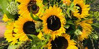 Nutzerfoto 1 Busam Karl-Heinz Blumenhaus