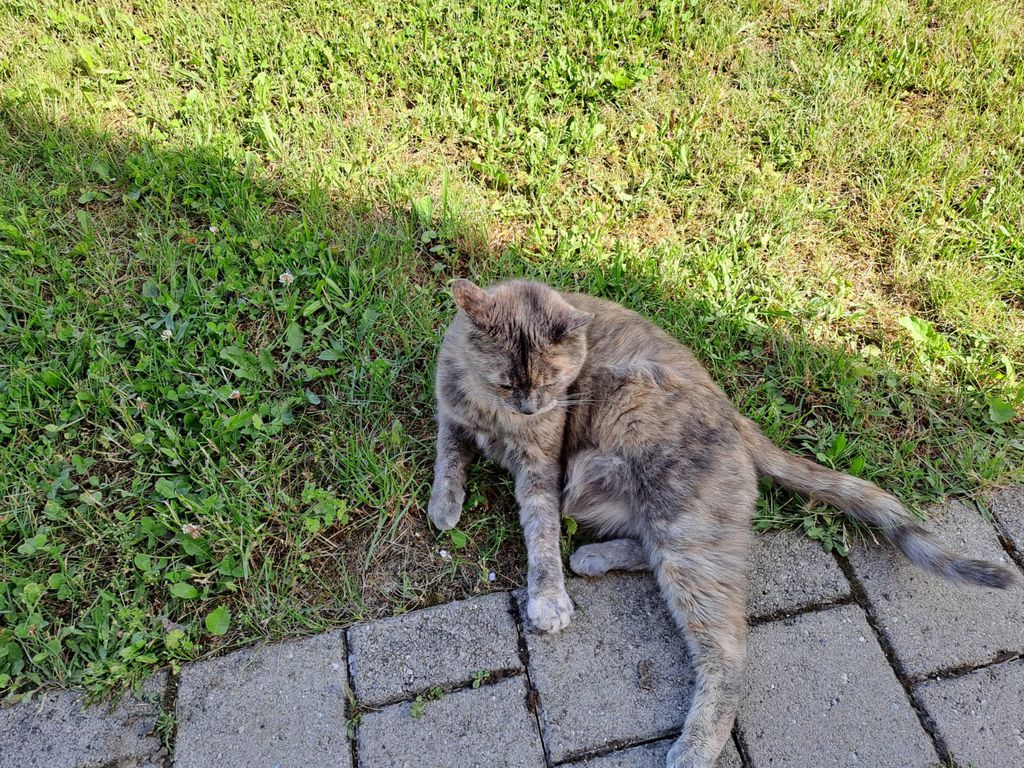 Nutzerfoto 1 Reuß Stefan Dr. prakt. Tierarzt