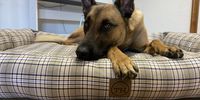 Nutzerfoto 2 Visco4Dogs GbR