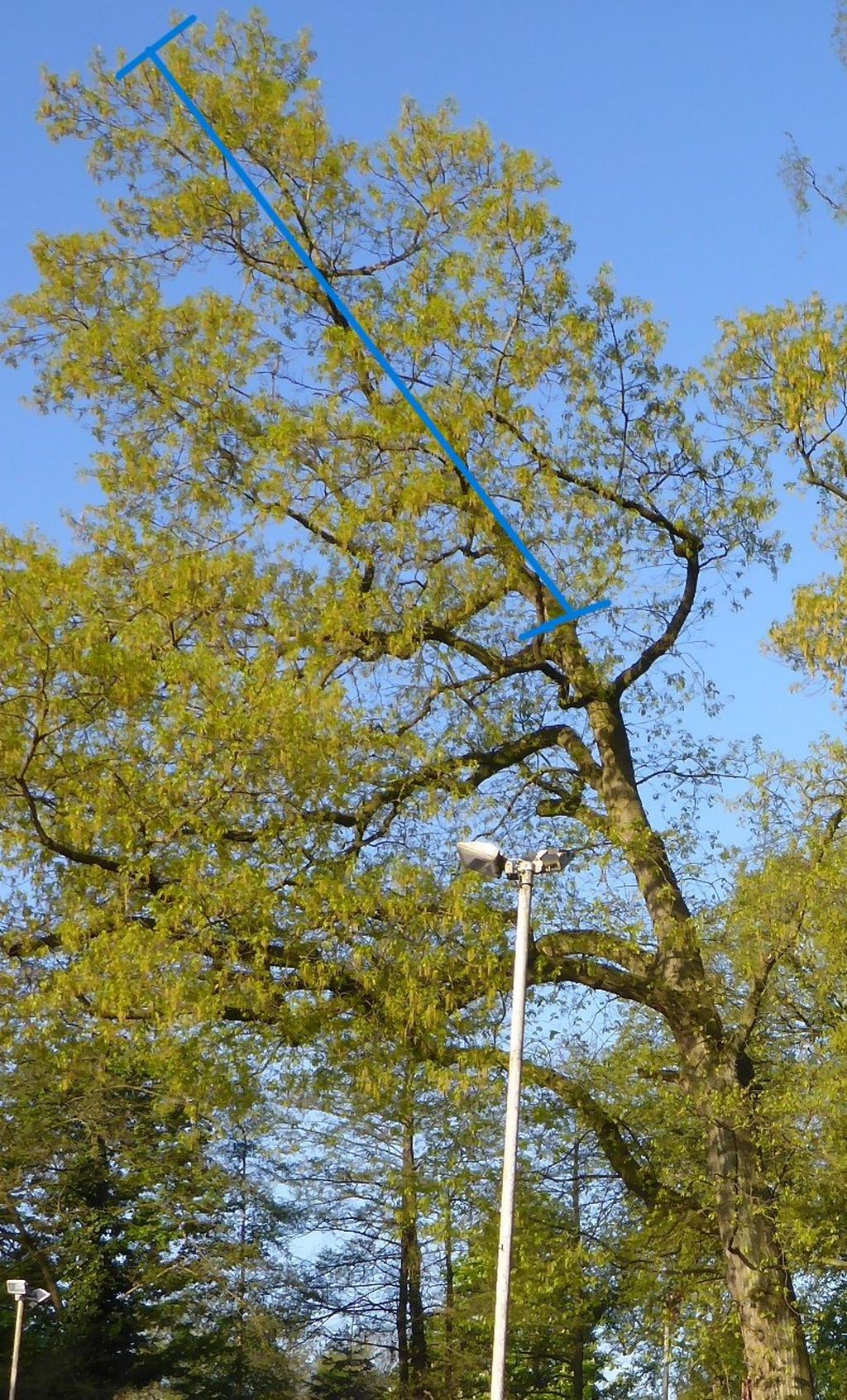 Nutzerfoto 3 Bremer Baumpflege