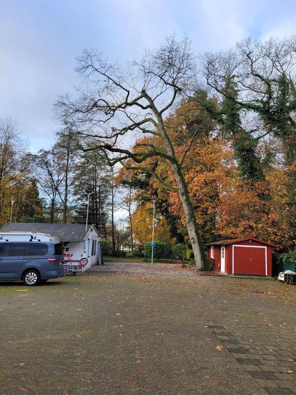 Nutzerfoto 2 Bremer Baumpflege