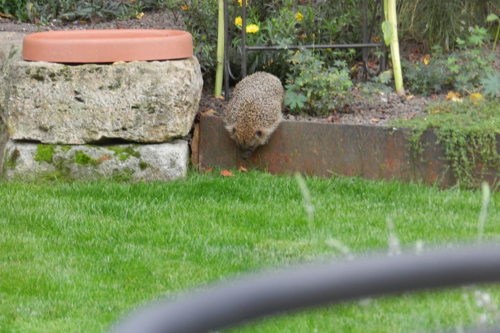 Nutzerfoto 2 Liehr Gartengestaltung