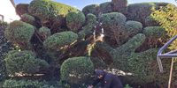 Nutzerfoto 1 Herrmann Bernd Gartenbau