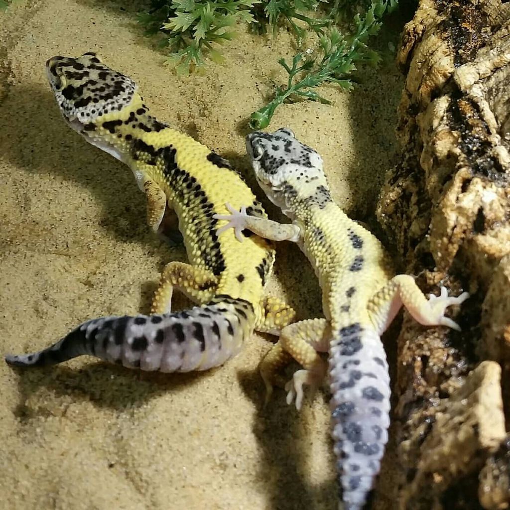 Nutzerfoto 1 Terra-Tropic Zoo Tiernahrung Tierbedarf Meerwasser Terraristik Nutzerfoto 1 Terra-Tropic Zoo Tiernahrung Tierbedarf Meerwasser Terraristik