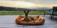 Nutzerfoto 8 Visco4Dogs GbR