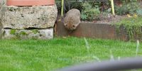 Nutzerfoto 2 Liehr Inh. Hieber GartenBaumschule GartenGestaltung Meisterfloristik