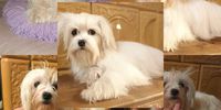 Nutzerfoto 3 Sweet harmony of shining star Yorkshire Terrier und Biewer Yorkshire Terrier Zucht