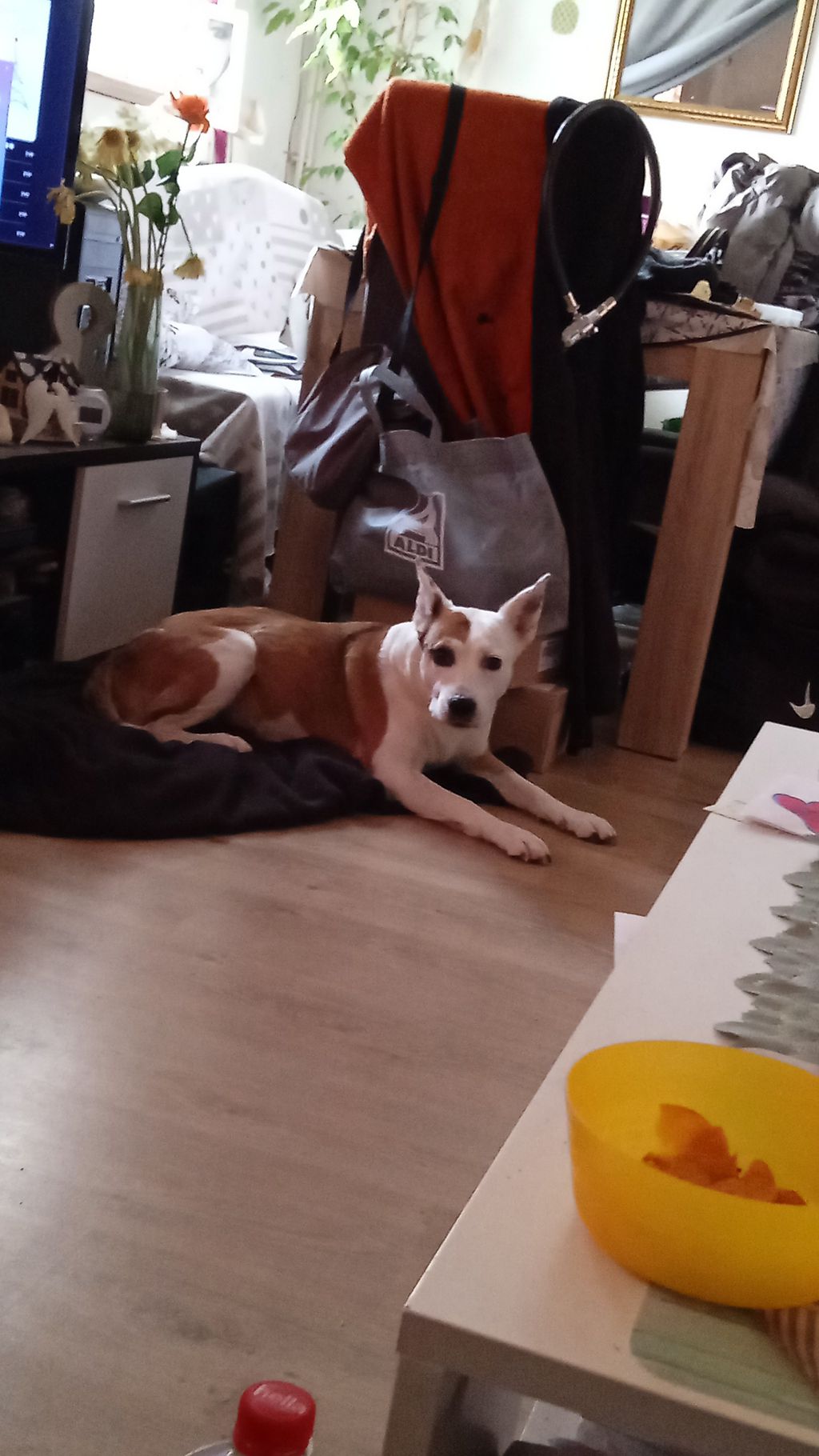 Nutzerfoto 1 Tierheim der Stadt Magdeburg