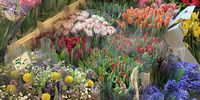 Nutzerfoto 4 Blumenladen Ubhf Alt Mariendorf Cong Tuan Nguyen Einzelunternehmen