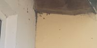 Nutzerfoto 1 Schädlingsbekämpfung Steffen Kracht